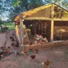 granja kavurei 4137 piribebuy
