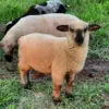 granja kavurei 4137 piribebuy