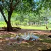 granja kavurei 4137 piribebuy