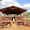 granja kavurei 4137 piribebuy