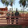 granja kavurei 4137 piribebuy