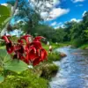 quinta la esperanza piribebuy ita morotĩ