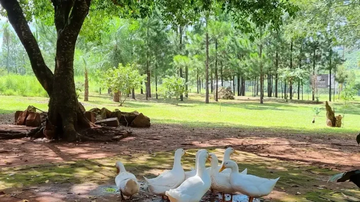 granja kavurei 4137 piribebuy